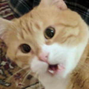 Meet your Posher, Kevin